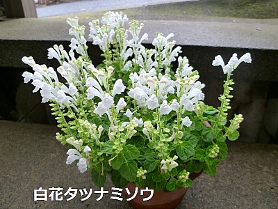 b0279109_603060.jpg