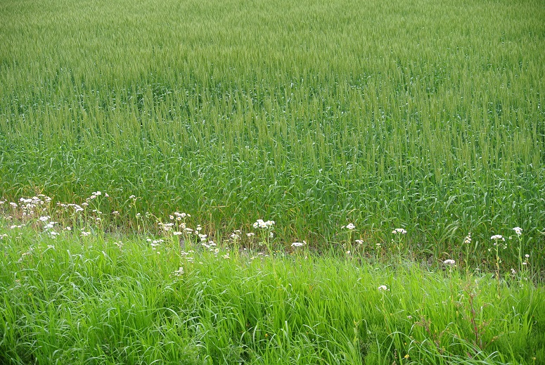 f0179209_13291973.jpg