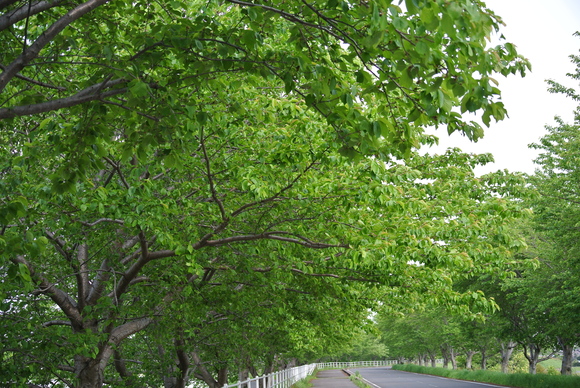f0179209_13373111.jpg