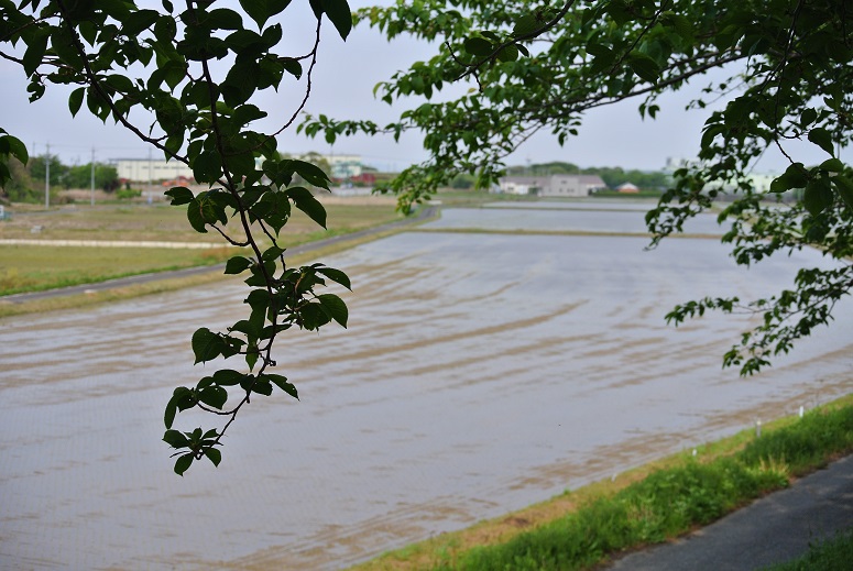 f0179209_13384214.jpg