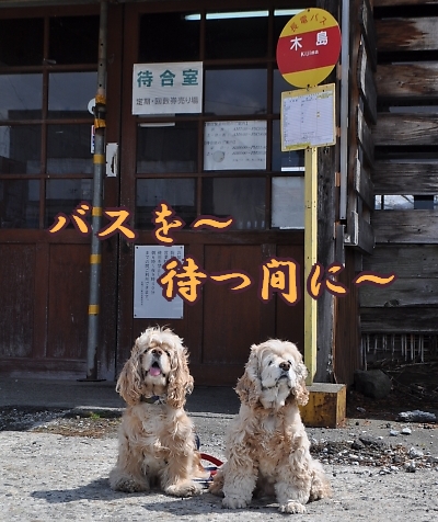 にほんブログ村 犬ブログ アメリカンコッカースパニエルへ