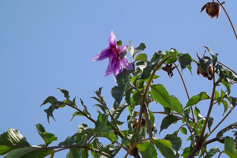 e0033229_14422041.jpg