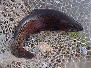 f0065341_1149591.jpg
