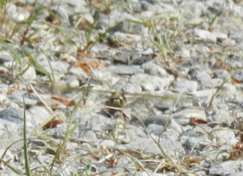 e0172950_8101660.jpg