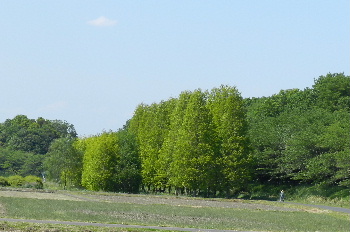 e0172950_893598.jpg