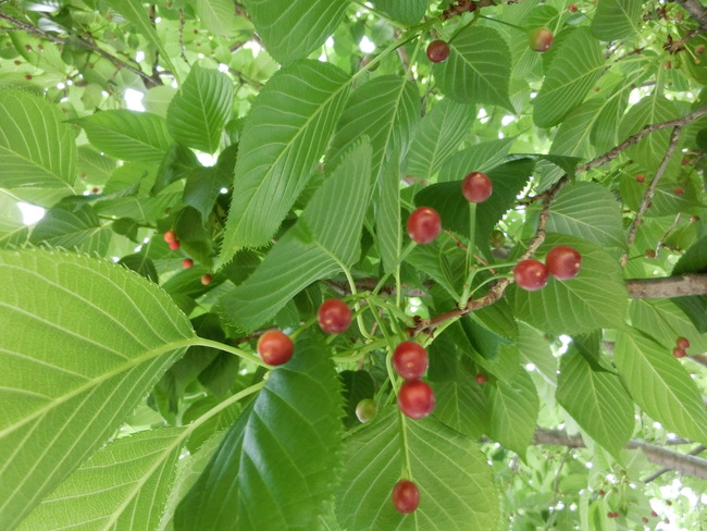 e0126054_15522040.jpg