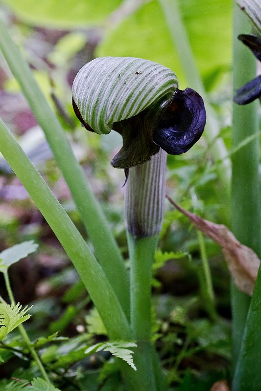 f0044056_16134762.jpg
