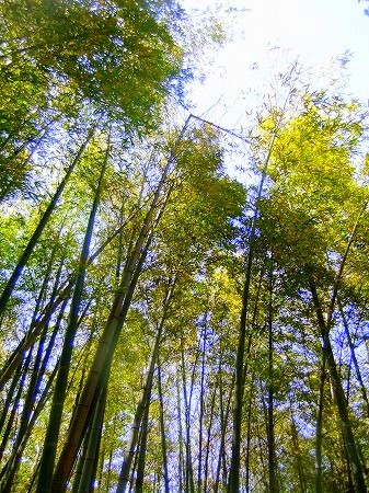 c0097558_15334032.jpg