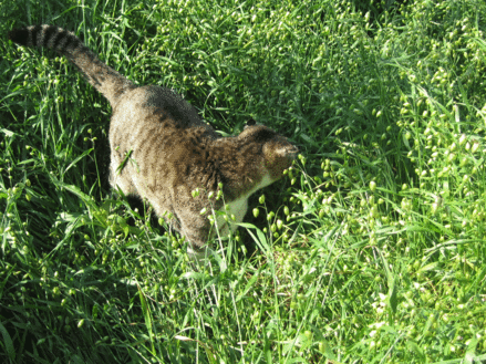 a0134863_9362070.gif