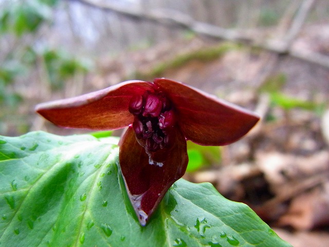 f0157901_1055121.jpg