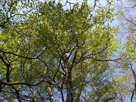 f0187402_083047.jpg