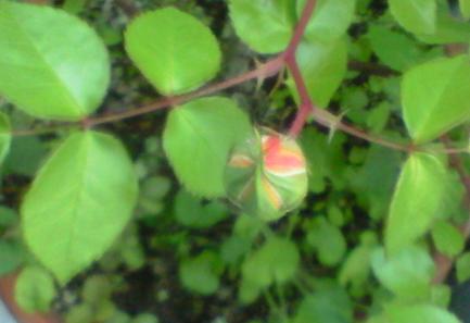 c0097620_22243627.jpg