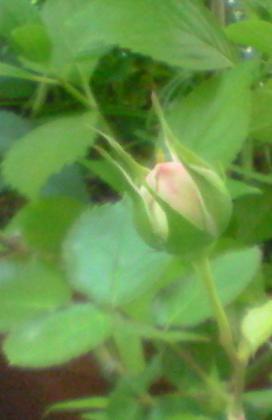 c0097620_22244724.jpg