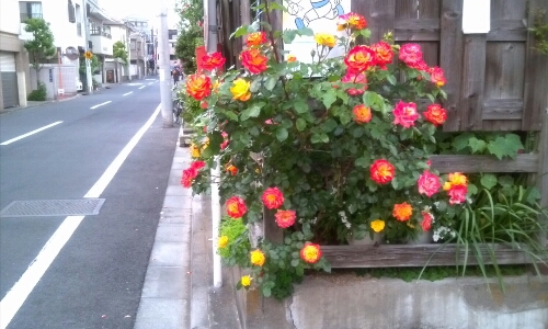 c0160822_9495129.jpg