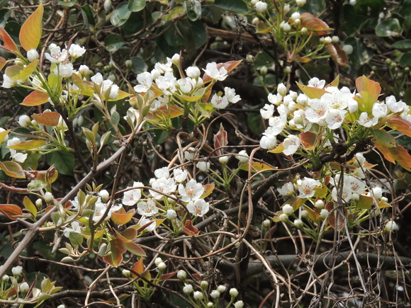f0118332_20181417.jpg