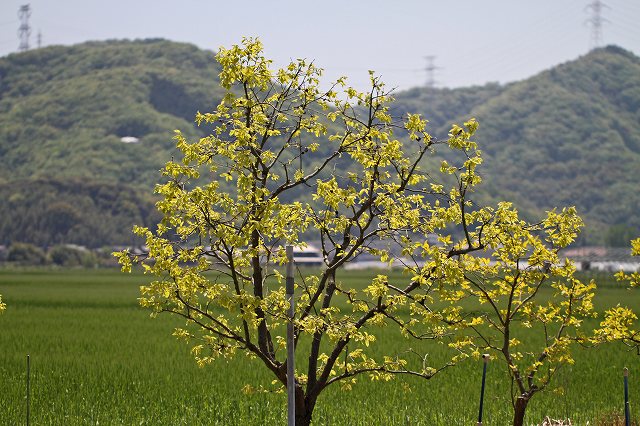 a0242438_632115.jpg