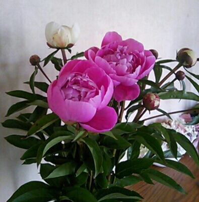 e0007451_19511645.jpg
