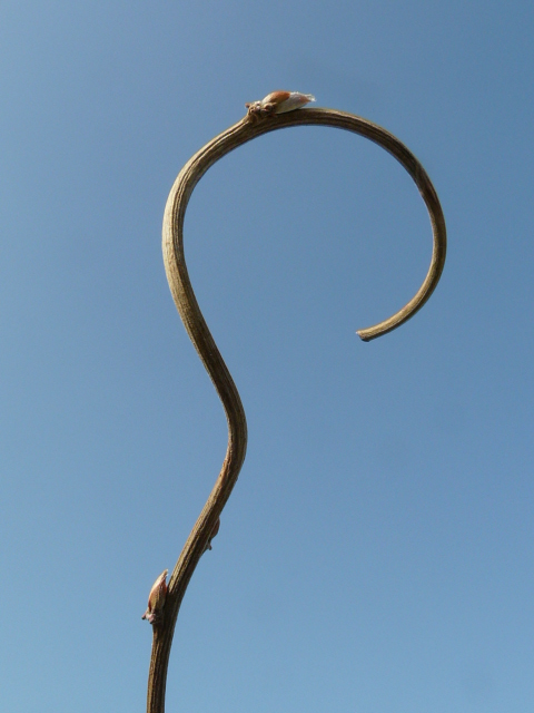 e0145782_1716426.jpg