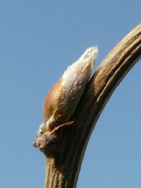 e0145782_1717334.jpg