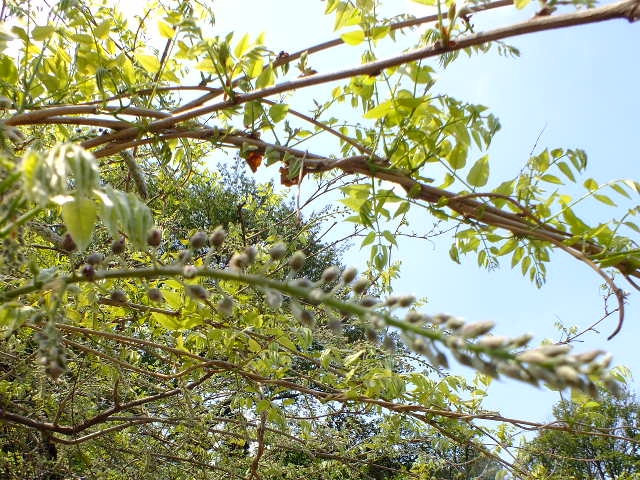 e0145782_17184626.jpg