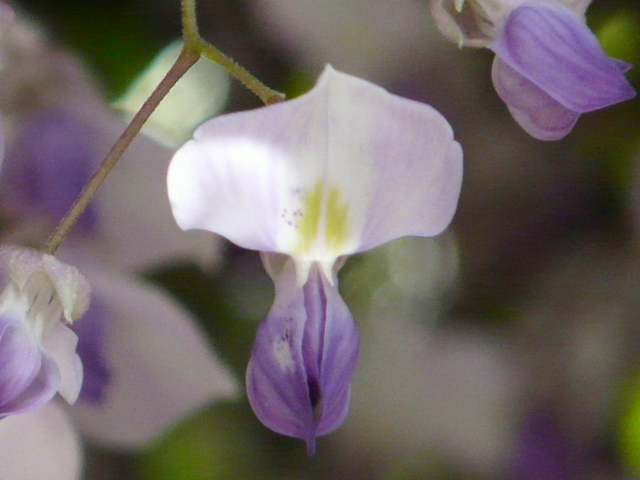 e0145782_1721183.jpg