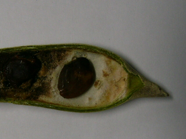e0145782_1727204.jpg