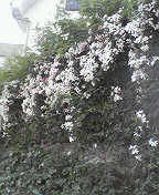 a0141884_17185476.jpg