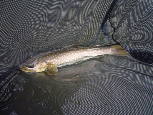 a0118989_2151243.jpg