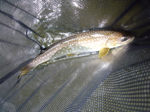 a0118989_21563835.jpg