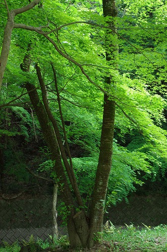 b0119493_2030771.jpg