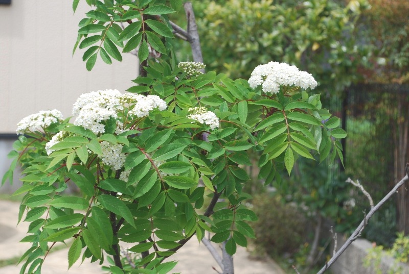 e0025300_1551076.jpg