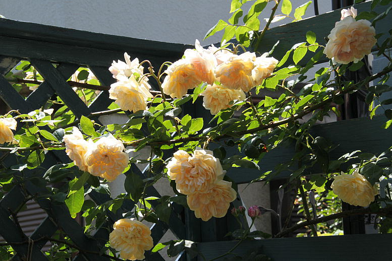 d0166303_2231448.jpg