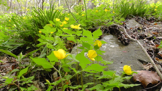 a0127015_6253949.jpg