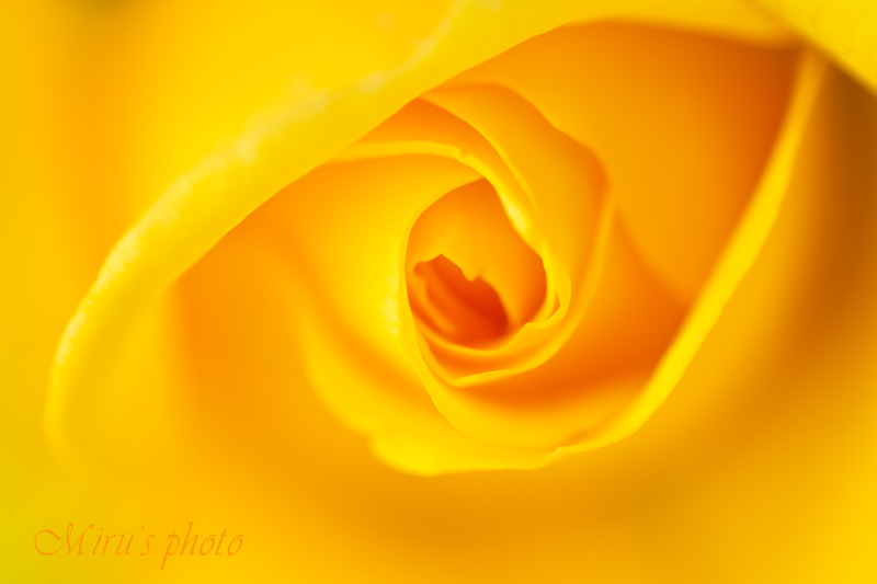 c0037519_818212.jpg