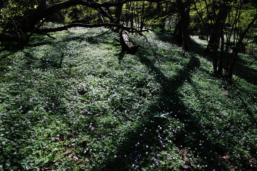 c0062621_6122817.jpg