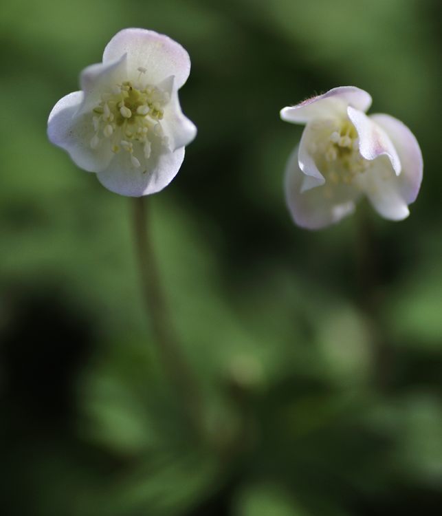 c0062621_6123557.jpg