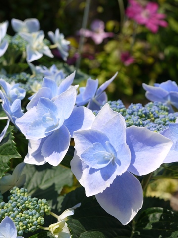 e0100046_22211818.jpg