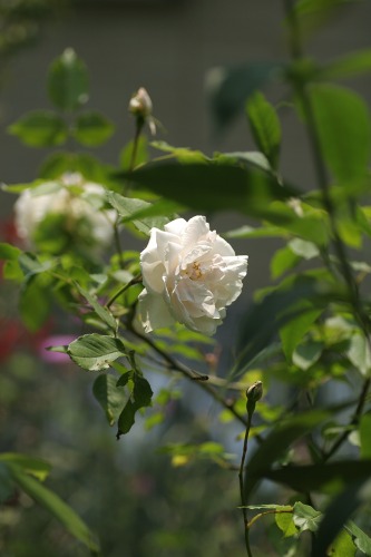 c0186463_18454385.jpg