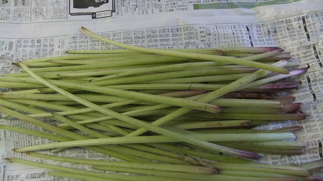 c0022275_1582087.jpg