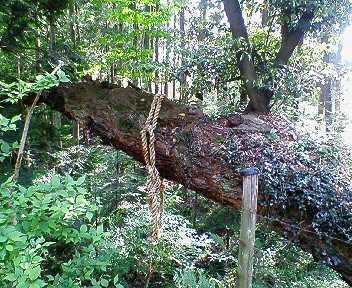 c0014187_1533956.jpg