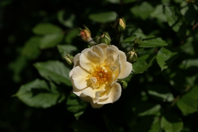 d0166389_1323526.jpg