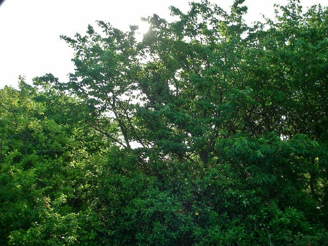 d0046294_645391.jpg