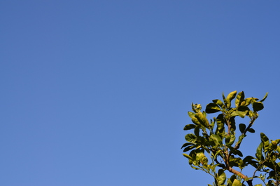e0123322_1243234.jpg