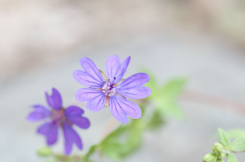 b0042837_20525775.jpg