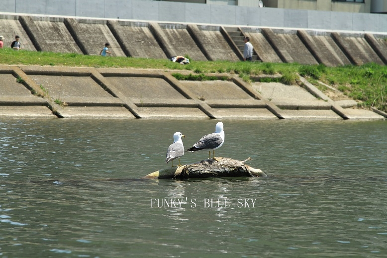 c0145250_1683974.jpg