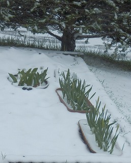 e0004756_2010262.jpg