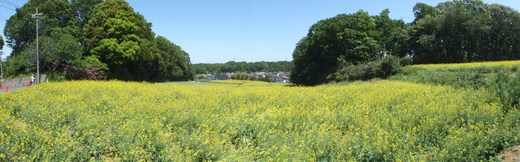 e0145782_21252230.jpg