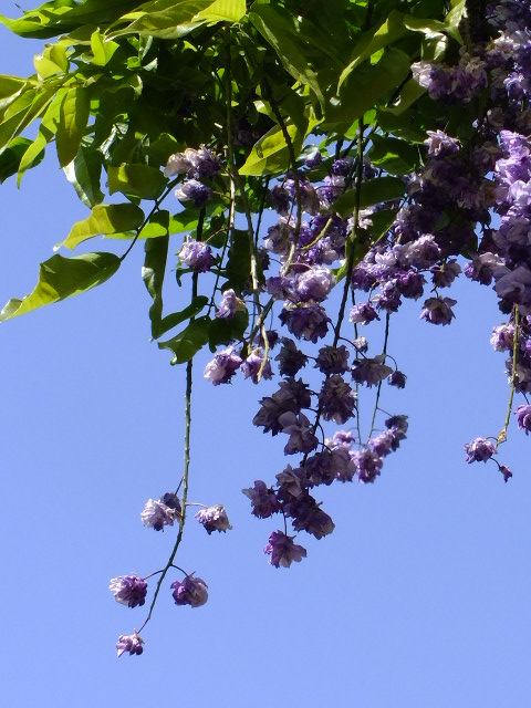 e0145782_2127311.jpg
