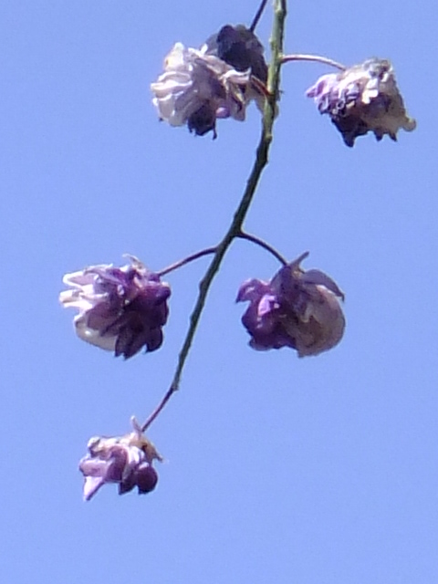e0145782_2128018.jpg