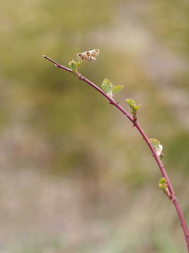 b0053192_226944.jpg